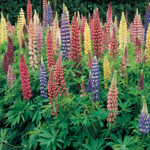 mckenzie-seeds-lupin-russell-en-melange
