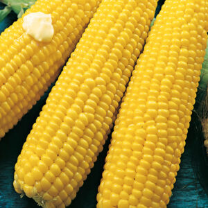 mckenzie-seeds-mais-bodacious