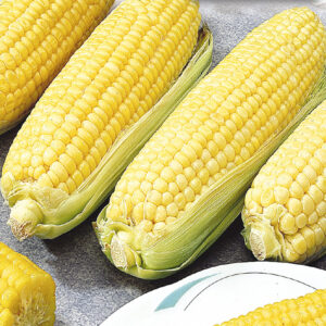 mckenzie-seeds-mais-canadian-hatif-sucre-hybr