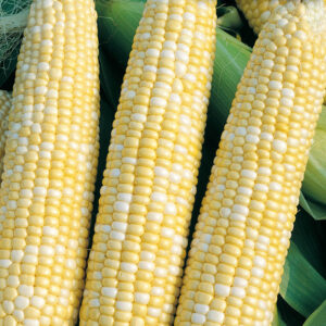 mckenzie-seeds-mais-peche-et-creme-bicolore
