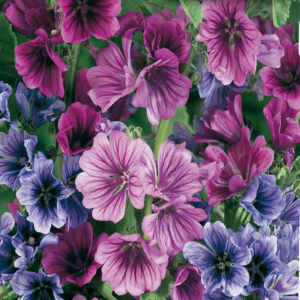 mckenzie-seeds-malva-sylvestris-mystic-mix