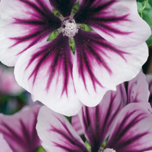 mckenzie-seeds-mauve-zebrina