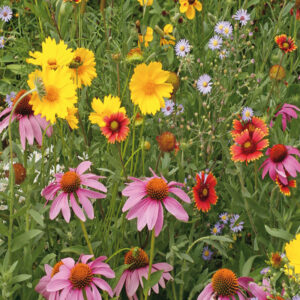 mckenzie-seeds-melange-de-fleurs-sauvages-abeilles