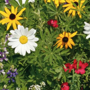 mckenzie-seeds-melange-de-pollinisateurs