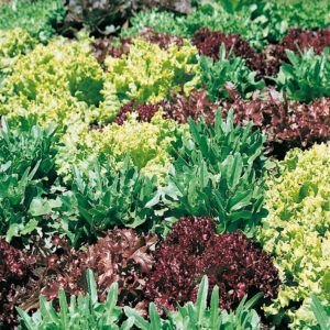 mckenzie-seeds-mesclun-de-verdures