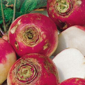 mckenzie-seeds-navet-a-colet-violet