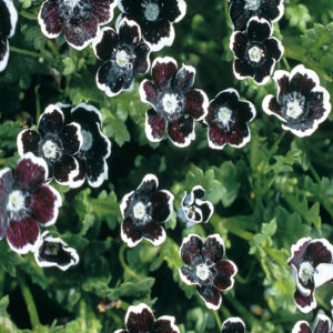 mckenzie-seeds-nemophile-penny-black