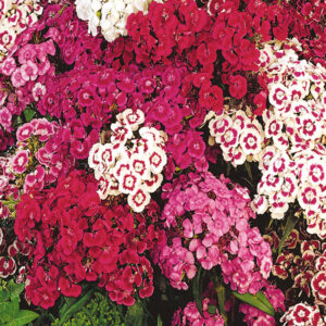 mckenzie-seeds-oeillet-de-poete-couleurs-en-m
