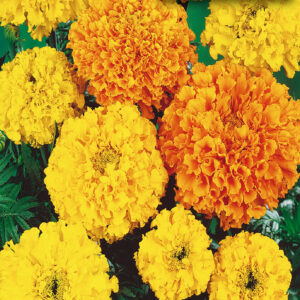 mckenzie-seeds-oeillet-dinde-crackerjack