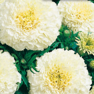 mckenzie-seeds-oeillet-dinde-eskimo