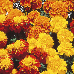 mckenzie-seeds-oeillet-dinde-hero-en-melange