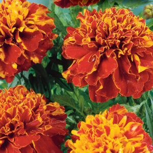 mckenzie-seeds-oeillet-dinde-nain-double