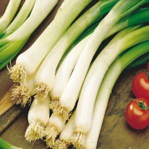 mckenzie-seeds-oignon-a-bottelage-annuel