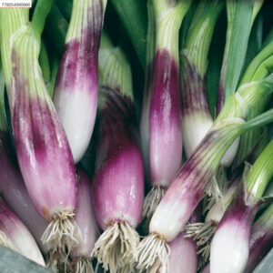 mckenzie-seeds-oignon-rossa-lunga-di-firenze