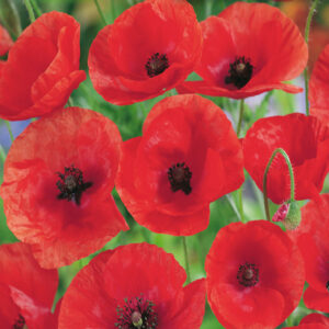 mckenzie-seeds-pavot-flanders-field