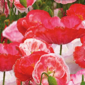 mckenzie-seeds-pavot-tomber-en-amour