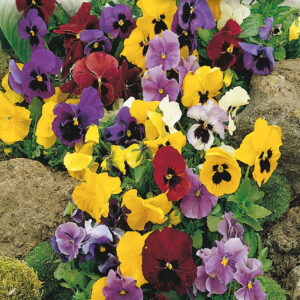 mckenzie-seeds-pensee-geante-suisse-d-exposit