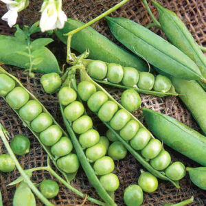 mckenzie-seeds-petite-merveille-de-pois