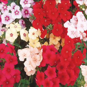 mckenzie-seeds-phlox-nain-beaute-en-melange