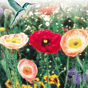 mckenzie-seeds-plates-bandes-oiseaux-mouches-vs