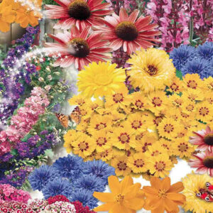 mckenzie-seeds-plates-bandes-pour-papillons-vs
