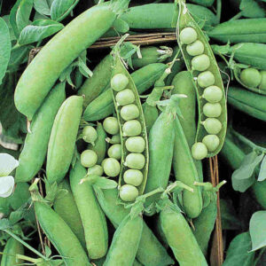 mckenzie-seeds-pois-alaska