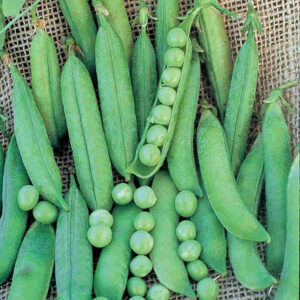 mckenzie-seeds-pois-green-arrow
