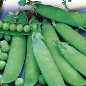 mckenzie-seeds-pois-lincoln-homesteader