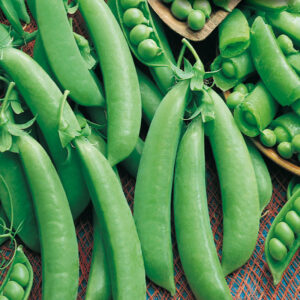mckenzie-seeds-pois-mange-tout-cascadia