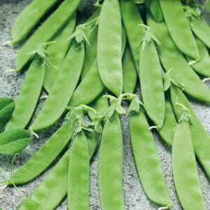 mckenzie-seeds-pois-mange-tout-flocon-de-neig