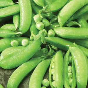 mckenzie-seeds-pois-mange-tout-sugar-snap