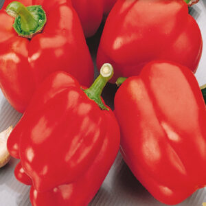 mckenzie-seeds-poivron-cloche-rouge