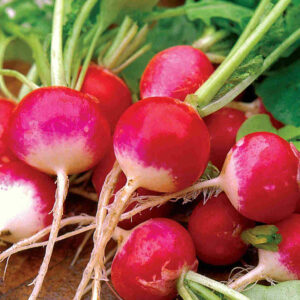 mckenzie-seeds-radis-a-bout-blanc