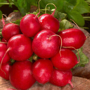 mckenzie-seeds-radis-cherry-belle