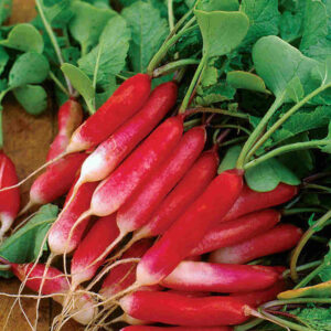mckenzie-seeds-radis-dejeuner-francais