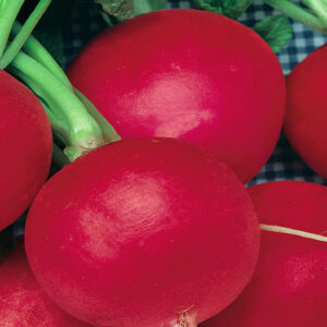 mckenzie-seeds-radis-geant-german