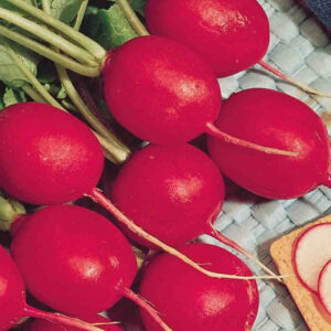 mckenzie-seeds-radis-scarlet-globe