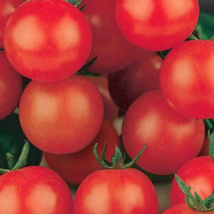 mckenzie-seeds-tomate-tiny-tim