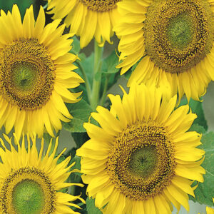 mckenzie-seeds-tournesol-a-grosses-graines