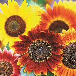 mckenzie-seeds-tournesol-autumn-beauty