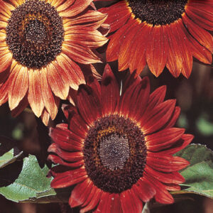 mckenzie-seeds-tournesol-evening-sun