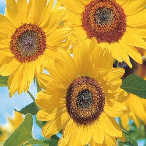 mckenzie-seeds-tournesol-golden-hedge