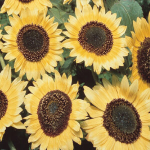 mckenzie-seeds-tournesol-lemon-queen