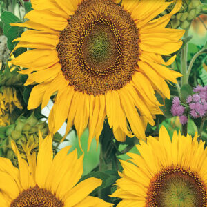 mckenzie-seeds-tournesol-sunspot