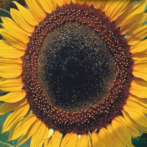 mckenzie-seeds-tournesol-taiyo