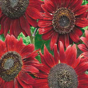 mckenzie-seeds-tournesol-velvet-queen