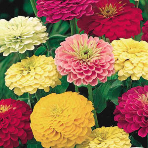 mckenzie-seeds-zinnia-a-fleurs-tetra-vs
