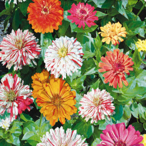 mckenzie-seeds-zinnia-canne-de-bonbon