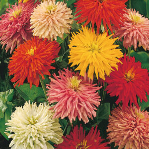 mckenzie-seeds-zinnia-giant-cactus-flowered-e