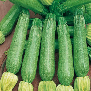 mckenzie-seeds-zucchini-alberello-di-sarzana